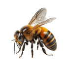 abeille